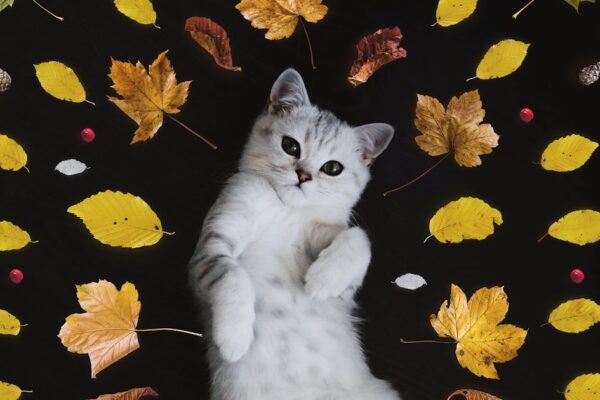 Tours y excursiones guiadas en Punta Cana